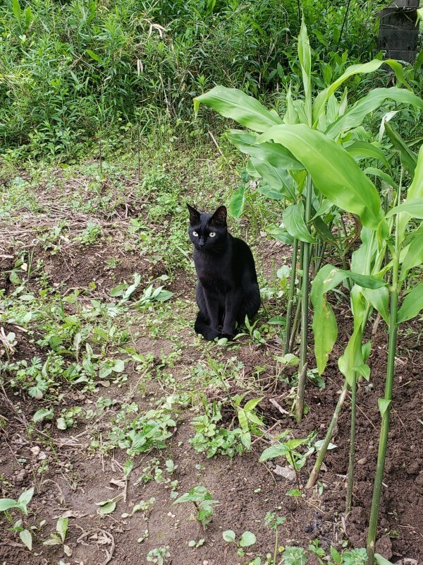 畑に植えたミョウガと猫