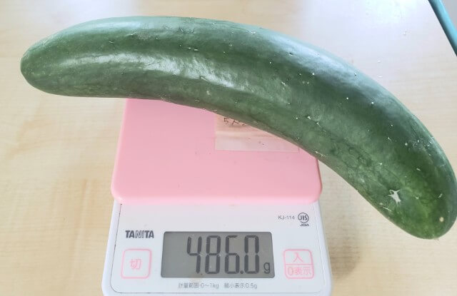 486gのオバケきゅうり