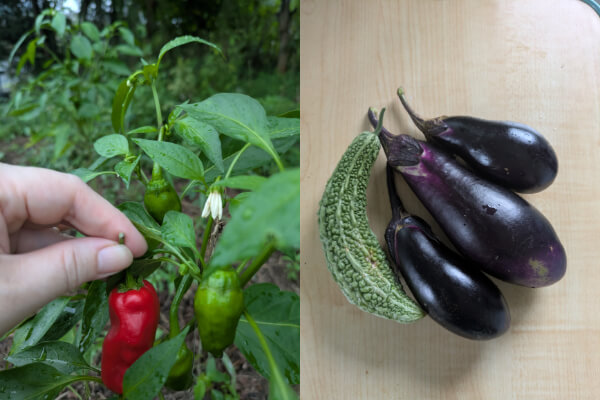 ししとう、ナス、ゴーヤ